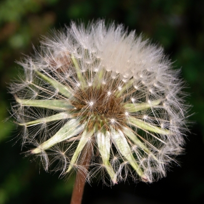 pusteblume...april 2011