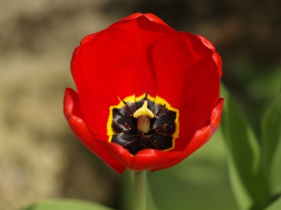 Tulpenkelch