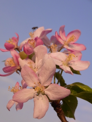 apfelblüten in der abendsonne