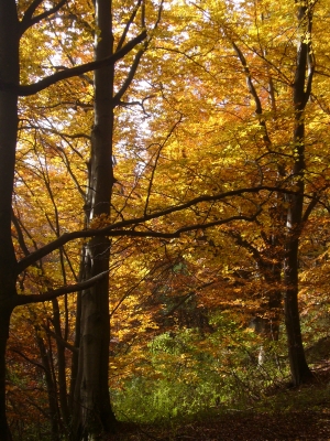 Herbstwald