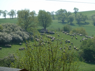 Schafe im Frühling