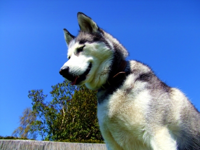 Siberian Husky