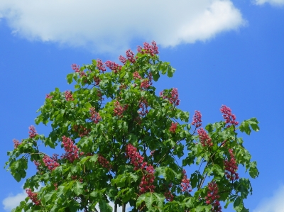 Blühender Kastanienbaum