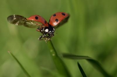 Sweet Ladybug
