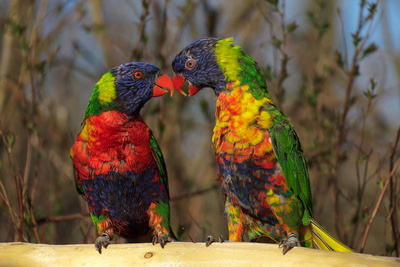 Lori & Lori - Vogelpark Marlow