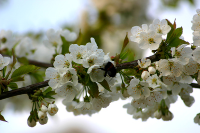 Kirschblüte