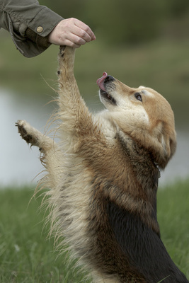 Arbeitsfoto  "Bitte" Agility, DogDancing