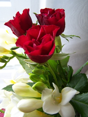 Rosen mit Fresien