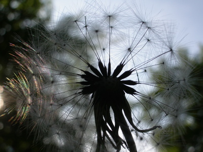 "Pusteblume" am Abend