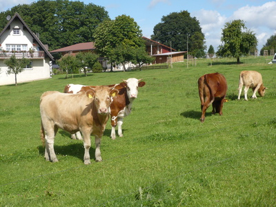 Rinder im Sauerland