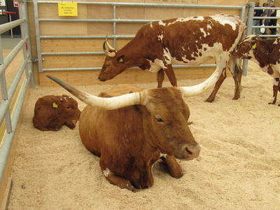 Texas longhorn cows