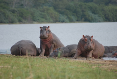 Hippos Mittagspause