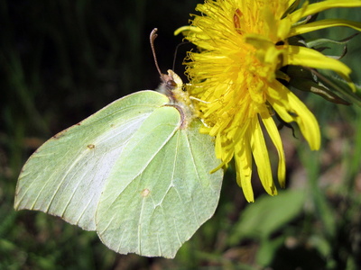 Schmetterling auf Löwenzahn