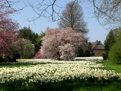 Frühlingswiese im Aboretum