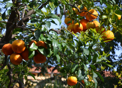 Süße Orangen