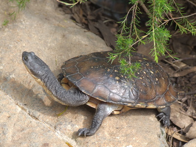 Schildkröte