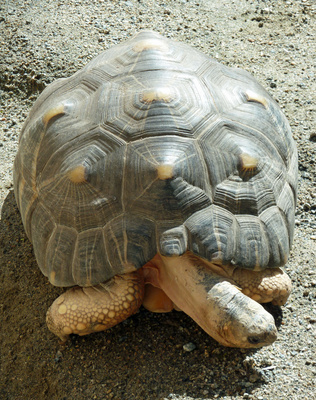 Schildkrötenporträt