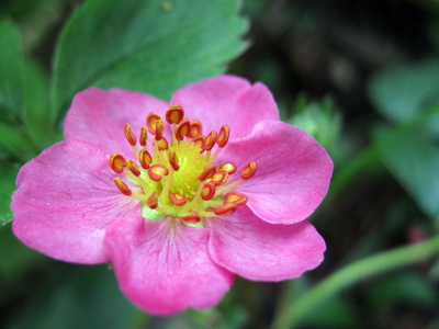 rosa Erdbeerblüte ...