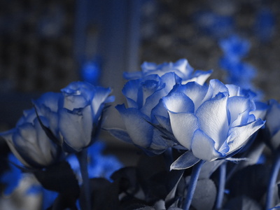 blue roses