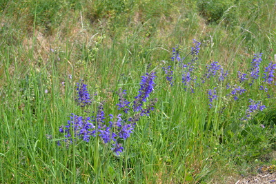 blaue Blumen am Wegrand
