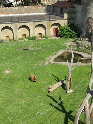 Bärengehege am Schloss Hartenfels