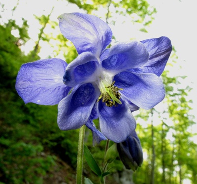 Blaue Akelei