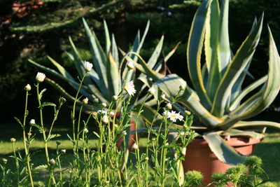 Margeriten im Abendlicht