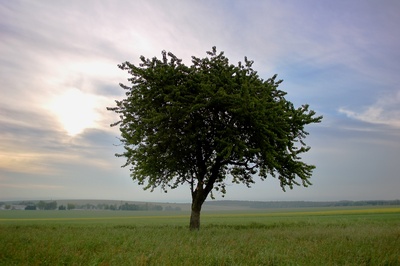 Ein einsamer Baum am Morgen...