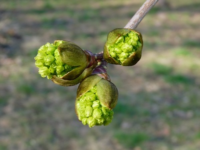 Frühlingsknospen