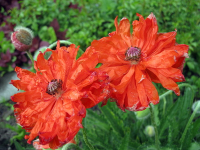 roter Mohn...