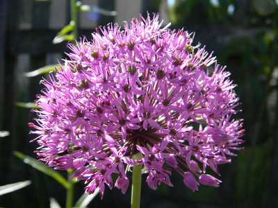 Allium