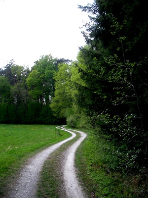 Waldweg nach Grossenseebach