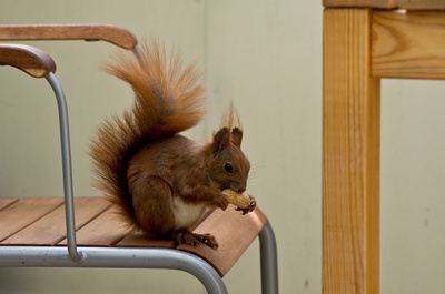 Eichhörnchen am viel zu großen Tisch