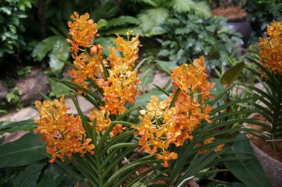 Orchideengarten Singapur