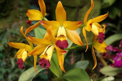 Orchideengarten Singapur