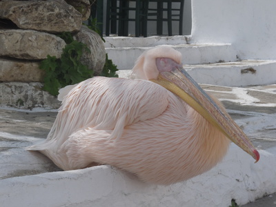 Pelikan am Platze