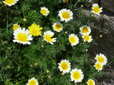 Gelbe Margeriten auf Mykonos