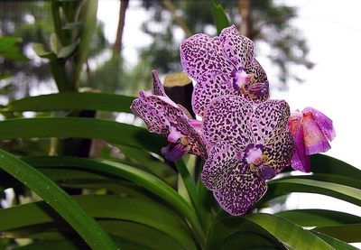 Orchideengarten Singapur