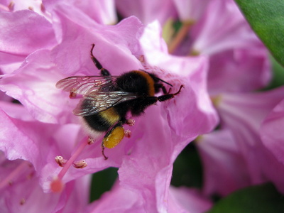 Hummel in Rhododendronblüte