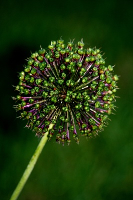Allium Aflatunense - Samentaschen