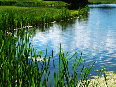 Am Teich-Ufer