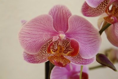 faszinierende Orchideen #4
