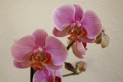 faszinierende Orchideen #5