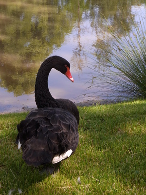 schwarzer schwan