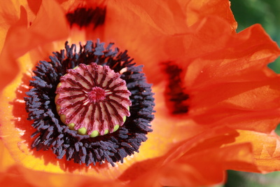 Papaver orientale II