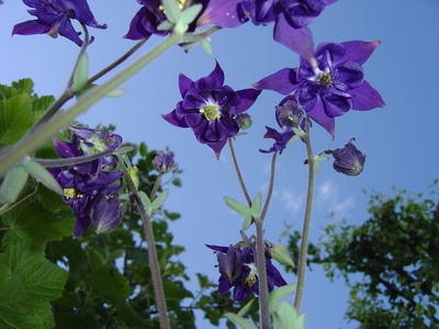 Farbenspiel in Blau