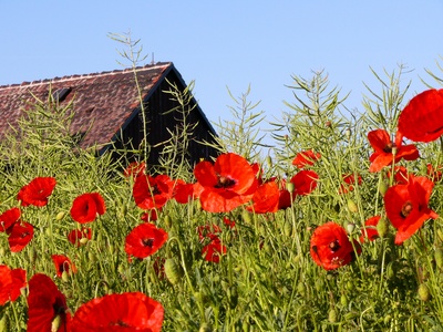 MOHN