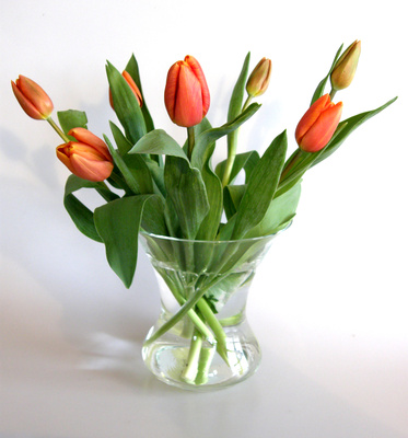 tulpen in vase