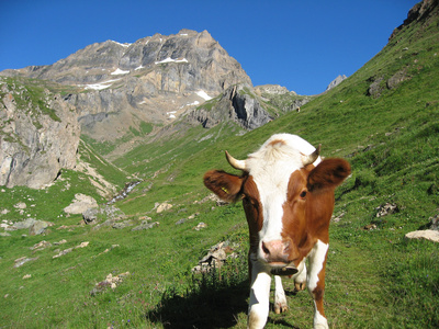 Kuh vor dem Ferdenrothorn
