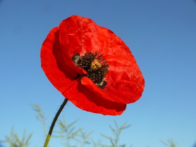 MOHN 2